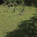 Prime ¼-Acre Residential Plot for Sale – Annex (Behind Jamboni)